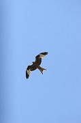 IMG_0058